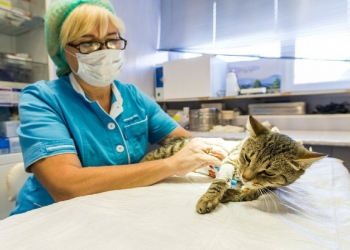 Ветеринарная клиника в центре Москвы