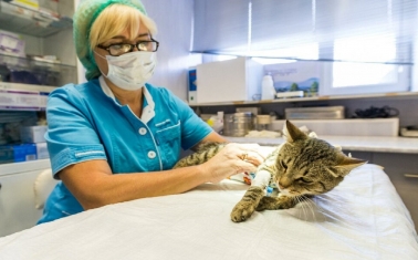 Ветеринарная клиника в центре Москвы