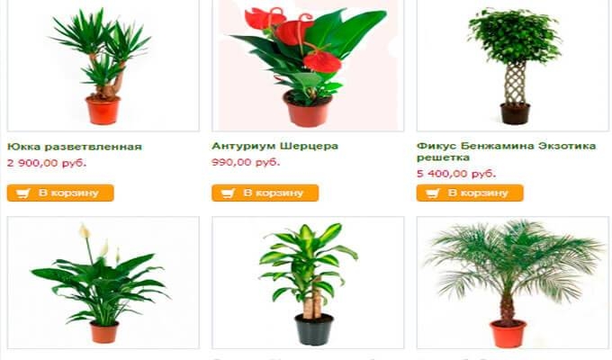Интернет-магазин декоративных растений