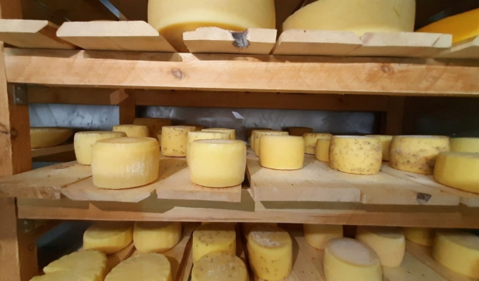 Прибыльное производство сыра высокого класса