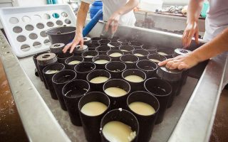Прибыльное производство сыра высокого класса