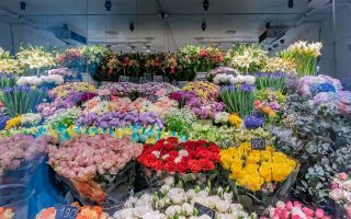 Студия суккулентов и декоративных растений