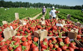 Сельскохозяйственное предприятие по выращиванию ягод
