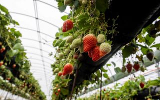 Сельскохозяйственное предприятие по выращиванию ягод