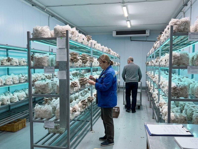 Продаю готовый бизнес. Производство вешенки. Прибыль 420к