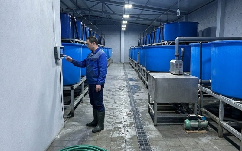 Ферма по выращиванию клариевого сома с прибылью 1,5 млн в мес
